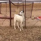 جفره بيشية صنف
