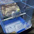 طيور روز
