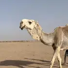 بعير باتلي