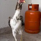 دجاجه شامو ياباني