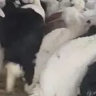 للبيع بهم نجد وحري فواخر طيب