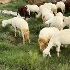 غنم مراح
