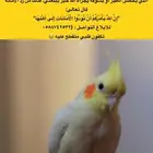 طائر كروان ضايع بحي صبابه