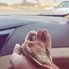 كنيور أناناس هدد