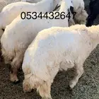 ذبايح -طليان-تيوس-ذبح وتوصيل-1050-1350-