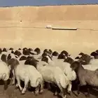 جذعات نعيم