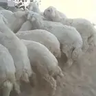 عرض خاص بمناسبة اليوم الوطني .. طليان حريه
