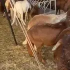خرفان سواكني