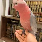 كوكاتو قالا