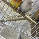 زوج روز منتج