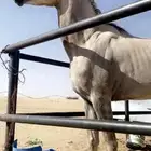 خيل على السوم