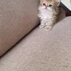 قطط برتش انثى للبيع