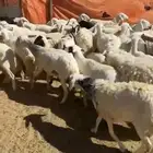 ضان العدد 45 يتبعها 18 الموقع النماص