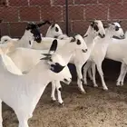 تأسيس مراح بيشيات صنف الصنف