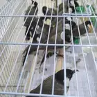 بلابيل صيد للبيع عسوم