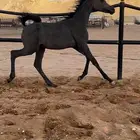 مهره مكس فاخره
