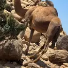 ناقه حمرا