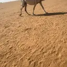 اللقحه الطيبه