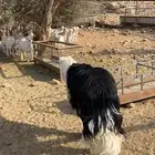 طلي نجدي للبيع
