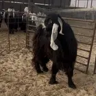 تيس عارضي طيب شرط القريع العمر ثني