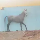 مهر جزيري شعبي