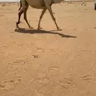 للبيع لقحه وضحا