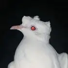 انثتين ياكريم