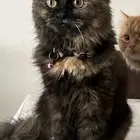 قطه للتبني