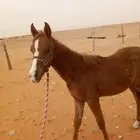 مهر شعبي عربي اصيل