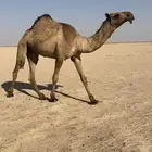 صفرا لقيه