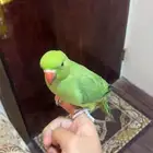 درة هندي اليف