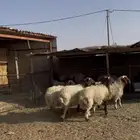 بهم نعييم
