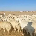 غنم حريات حرش دفيع للبيع