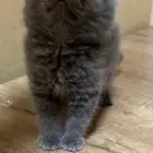 ذكر اسكوتش استريت