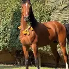 حصان شعبي للبيع ارتفاع سبع بلكات