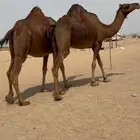 بكار ملاقي سواحل دهم