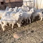 طليان