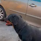 كلب روت وايلر