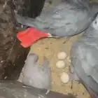 جوز كاسكو منتج