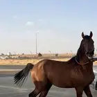 حصان شعبي كفو .