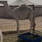 قعود مفرود الرياض