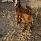 تيس ضحيه طيب تمم البيع خارج الموقع