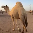 هجن