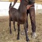 تيس شامي
