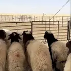 طليان ورخال نعيمي بري