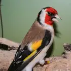 الطائف مطلوب حسون سوري