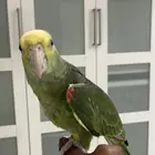 طير دبل يلو هد ( ماقنا )