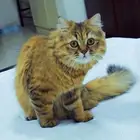 قطة أليفة وحنونه عمرها 5 اشهر للتبني بدون مقابل   شيرازية