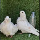 زوج حمام كشكي