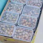 رطب روثانه ملكيه ماشاء الله للبيع